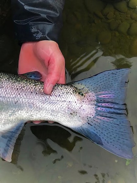 Colton Schwenning brought this specimen to hand before the river blew out on Tuesday