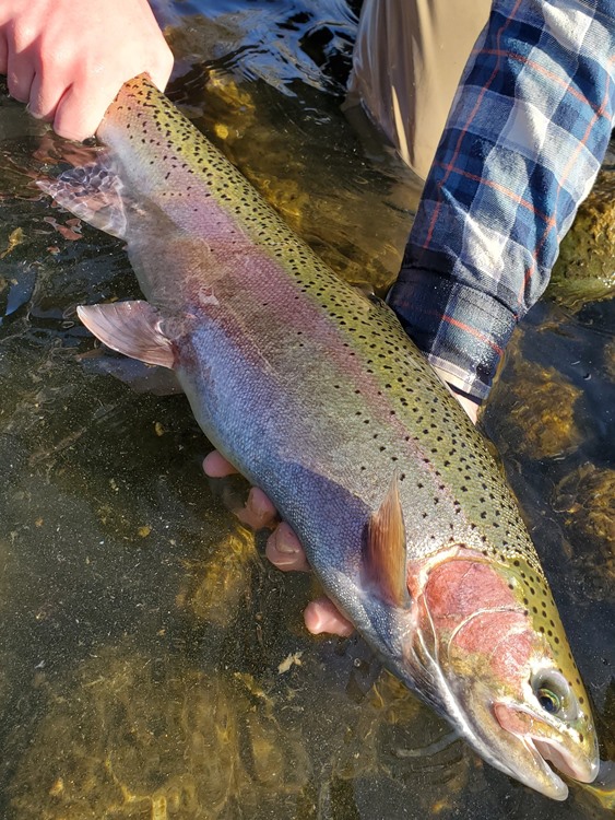 A big Feather River steelhead