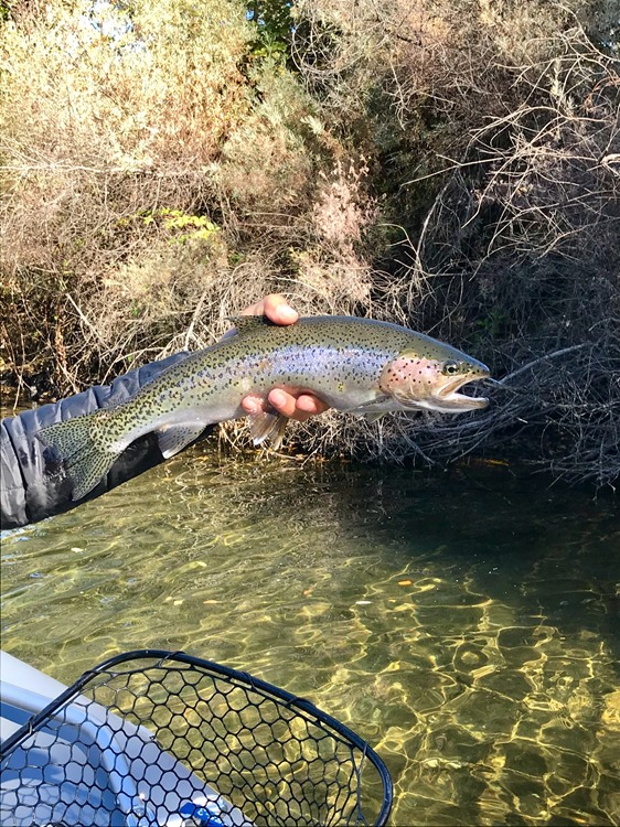 Feisty steelhead