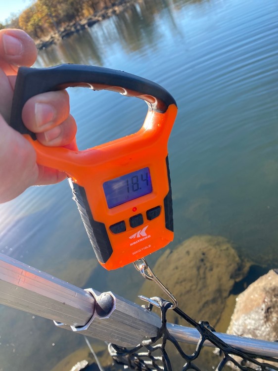 Yup - that says 18.6#. Minus the net.