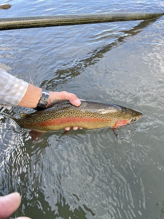 Wild rainbow, wild colors