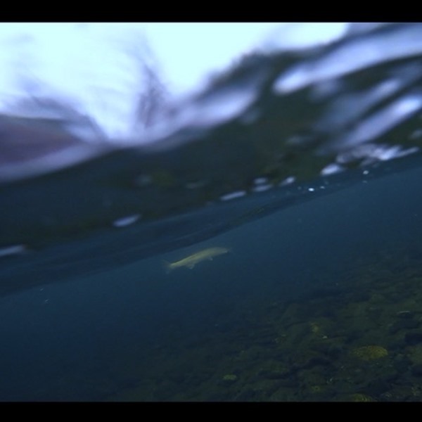 Fishing Report Image