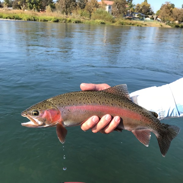 Fishing Report Image