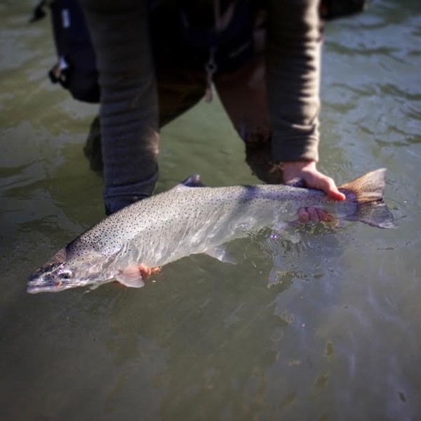 A perfect winter steelhead on a perfect winter day