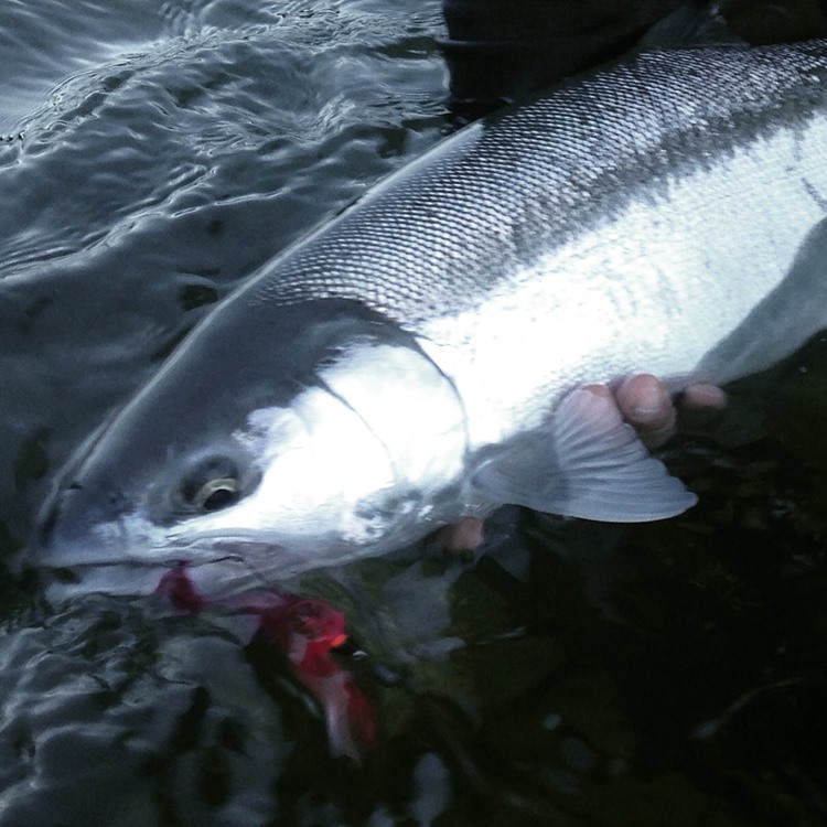 An amazing coastal wild steelhead