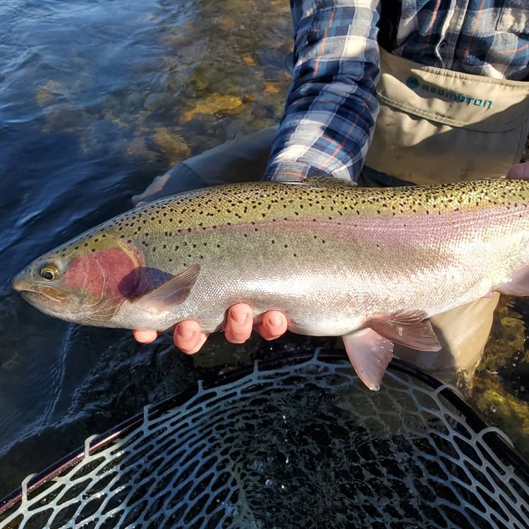 Chunky Feather River steelie