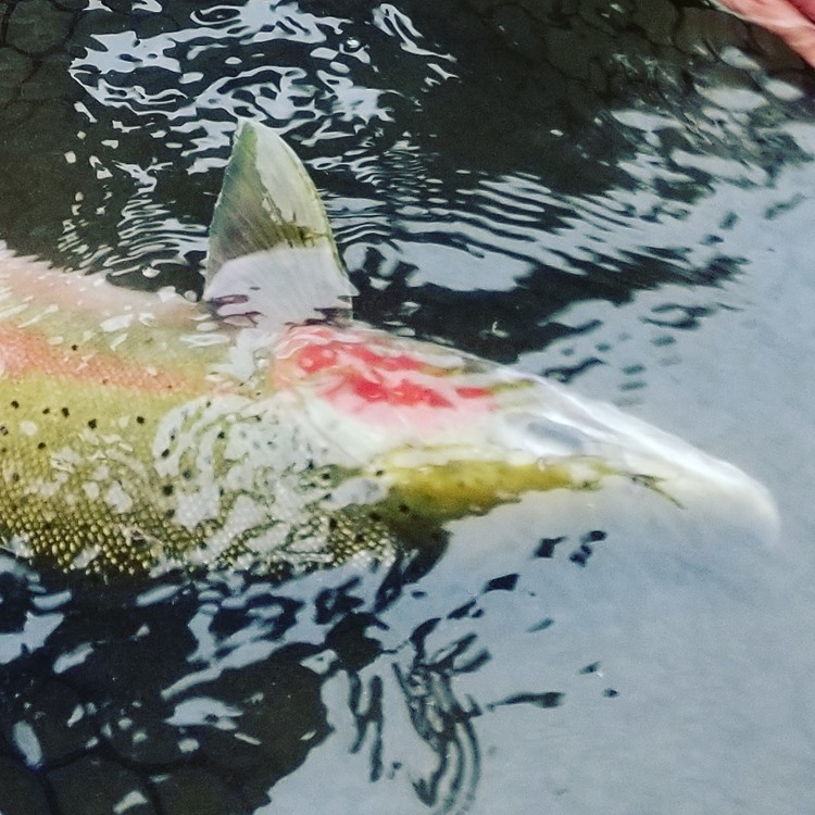 Nice wild steelhead ready for release.