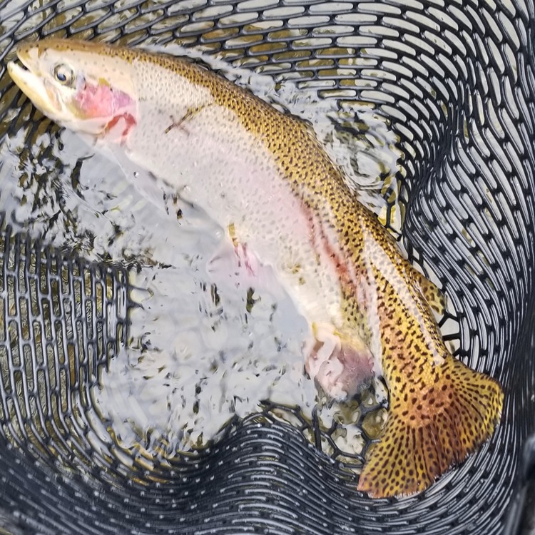 Fishing Report Image