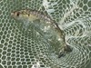 Lower Sac Stripers Fishing Image