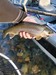 Yuba River Fishing Image