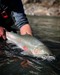 North Coast Fishing Image